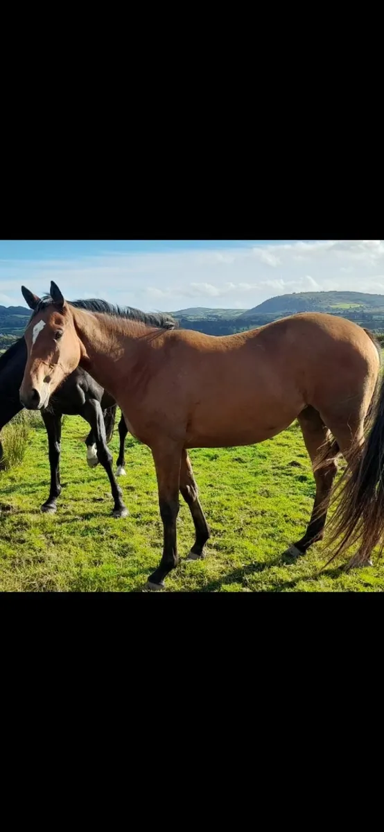 Horse - yearling filly - Image 3