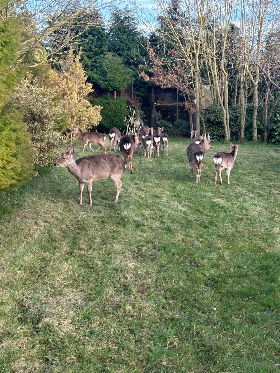 Trio of rhea - Image 3