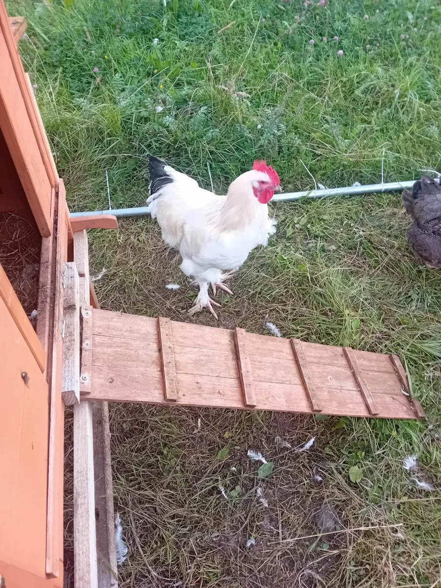 Rooster - Image 2