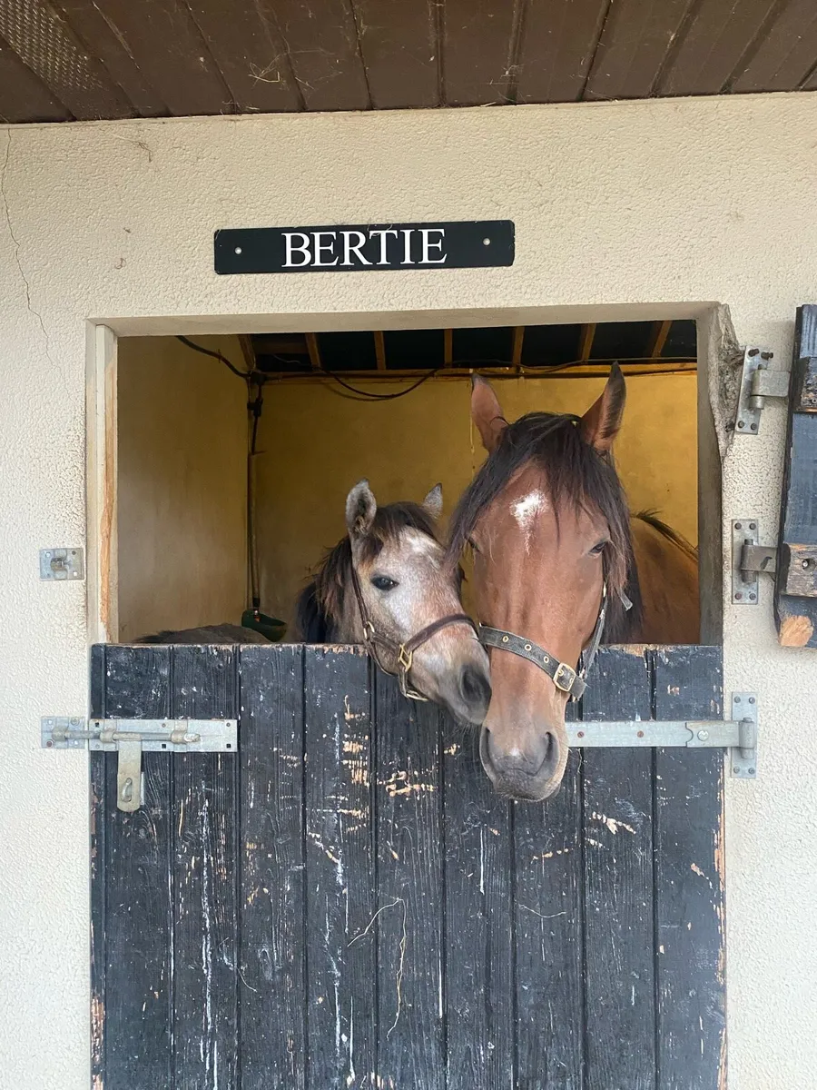In foal to Poetic Kelly - Image 1