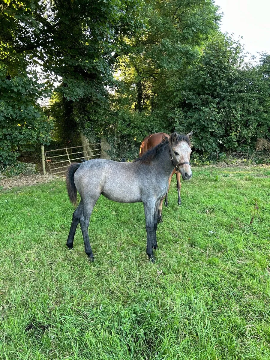 In foal to Poetic Kelly - Image 3