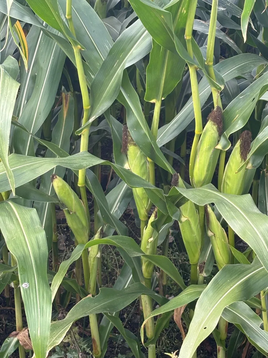 Maize - Image 1