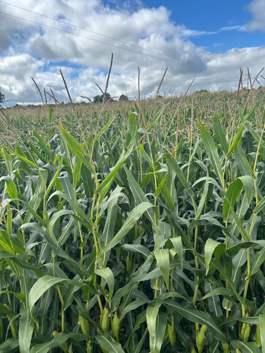 Maize - Image 2