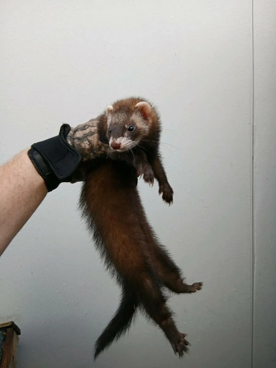 Ferrets - Image 2