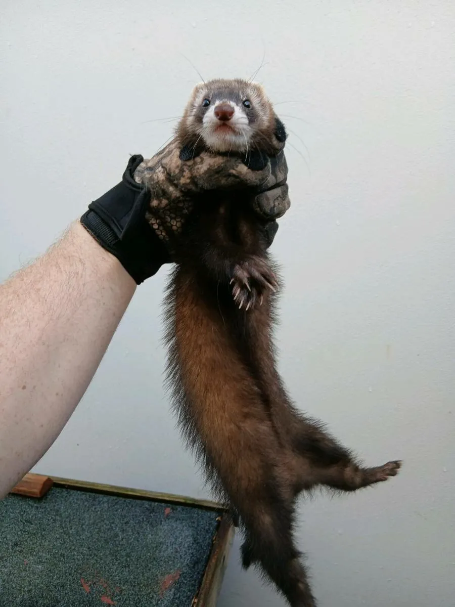 Ferrets - Image 3