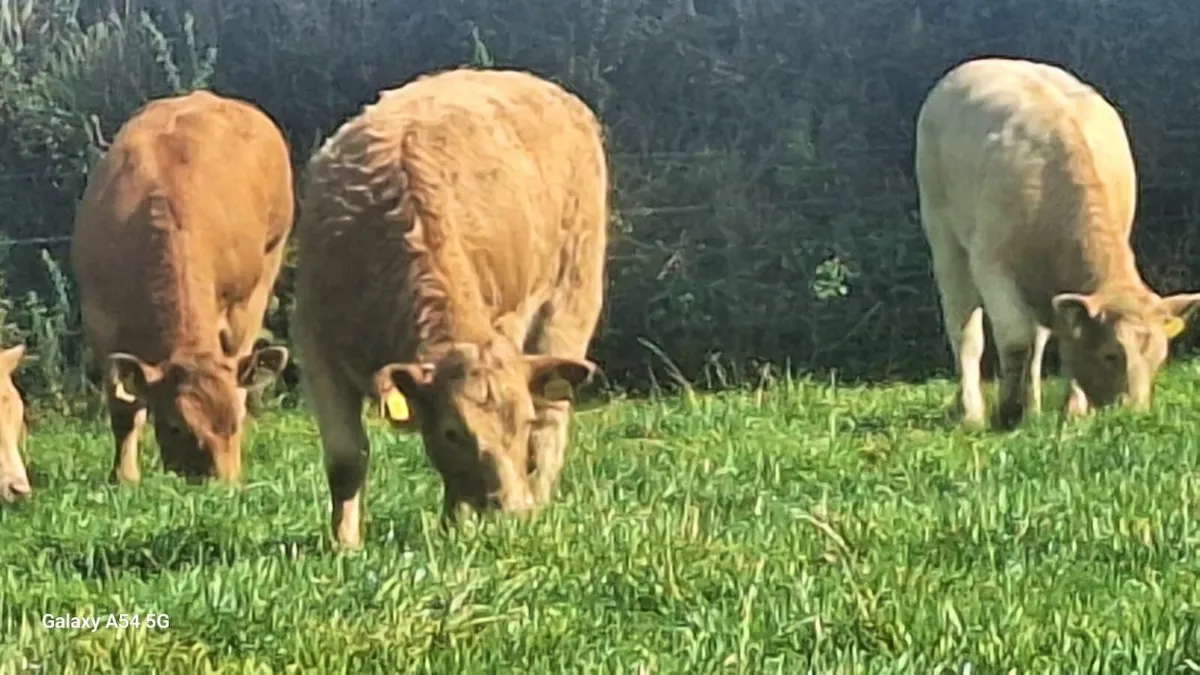 Super u grade heifers - Image 2