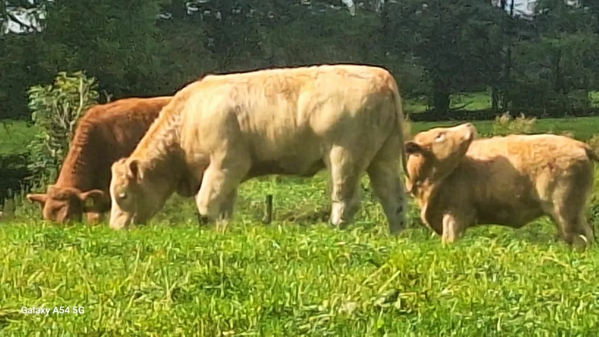 Super u grade heifers - Image 3