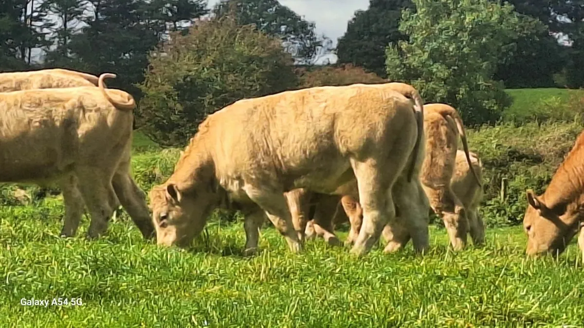 Super u grade heifers - Image 1