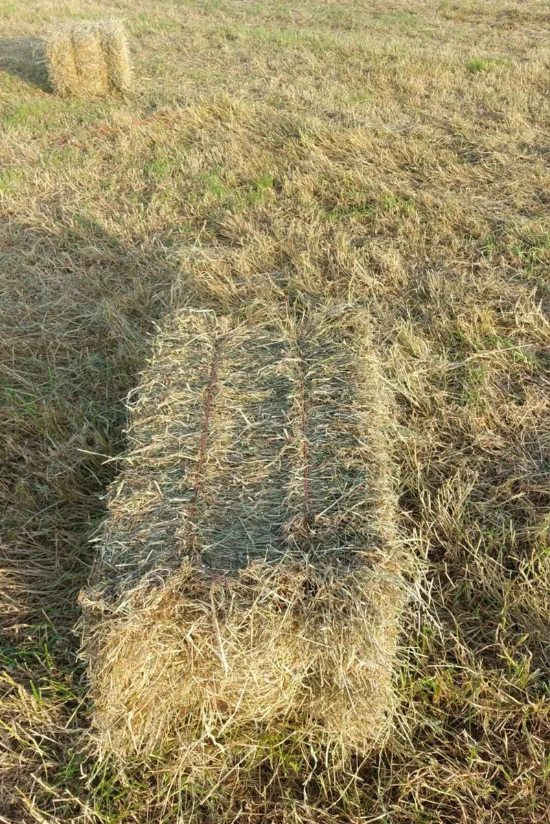 Hay square bales