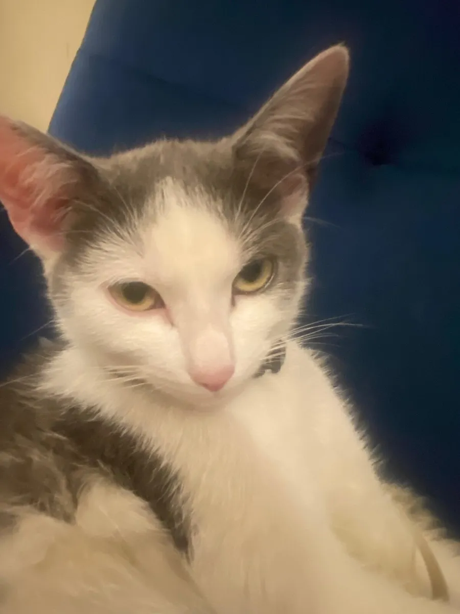 Cat - Image 3