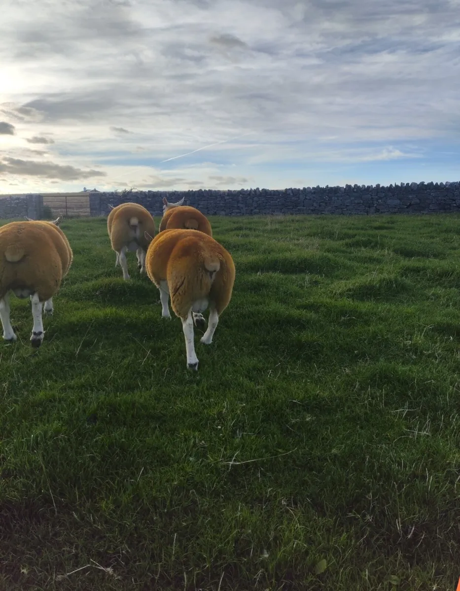 Athenry Texel sale this Friday evening 5th Sept - Image 2