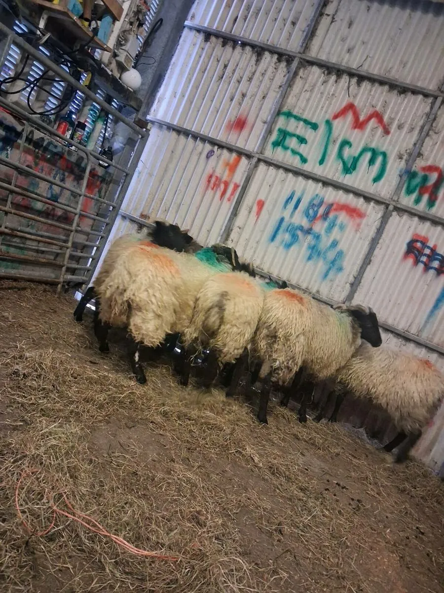 Ewe lambs - Image 1