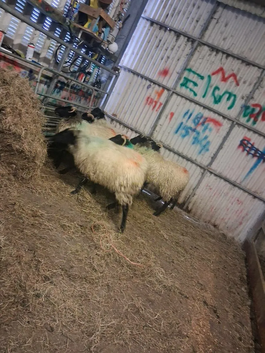 Ewe lambs - Image 2