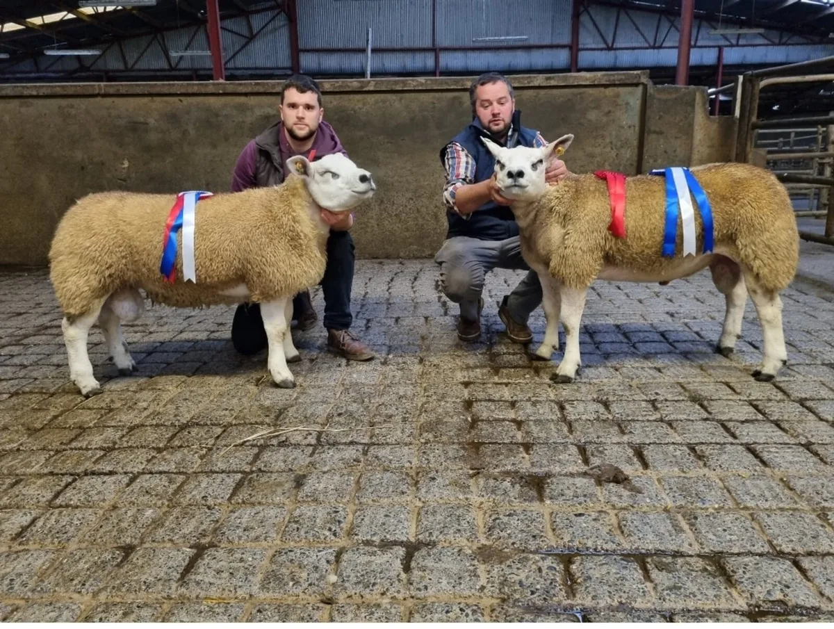 Athenry Texel sale this Friday evening 5th Sept - Image 3