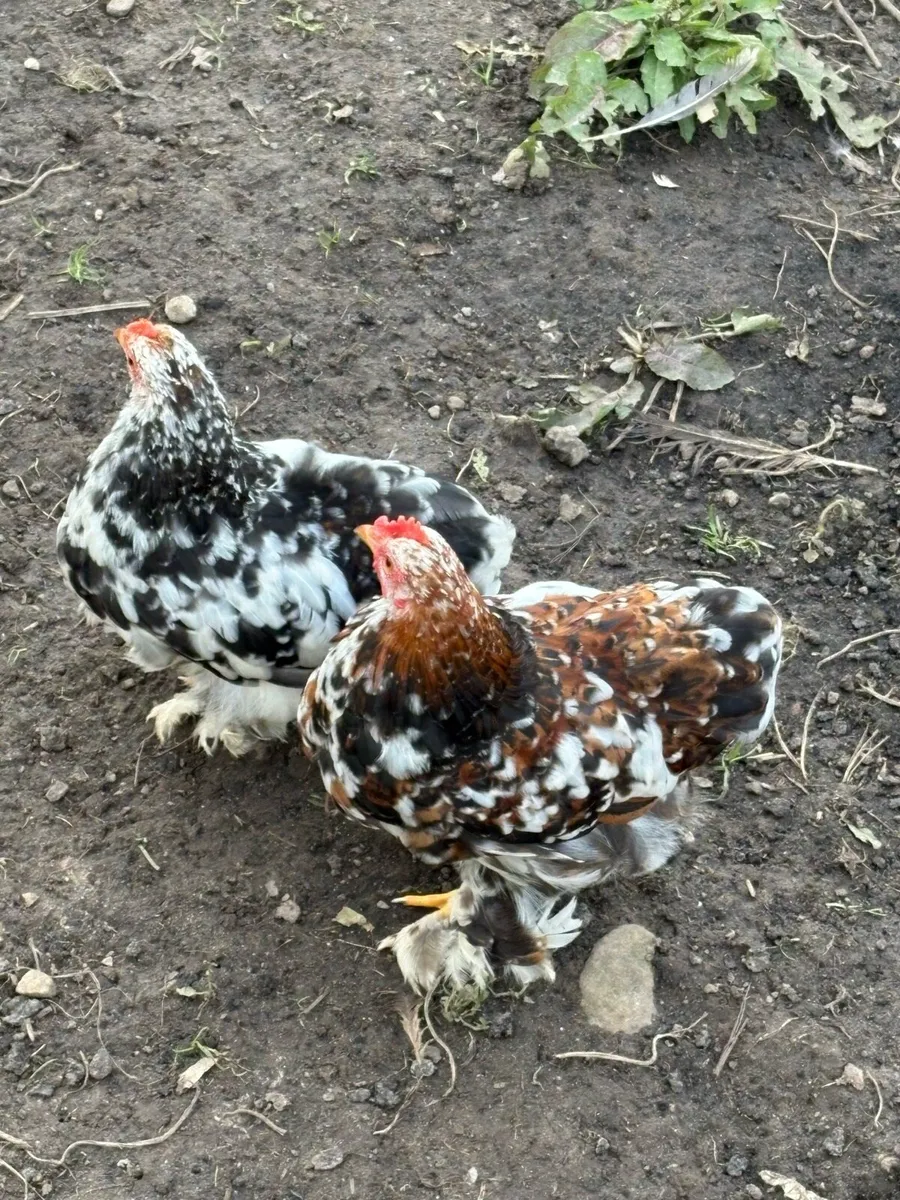 Pullets/chicks - Image 4