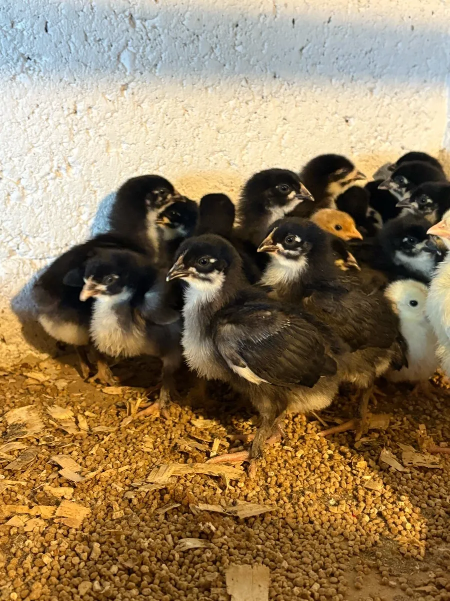 Pullets/chicks - Image 1