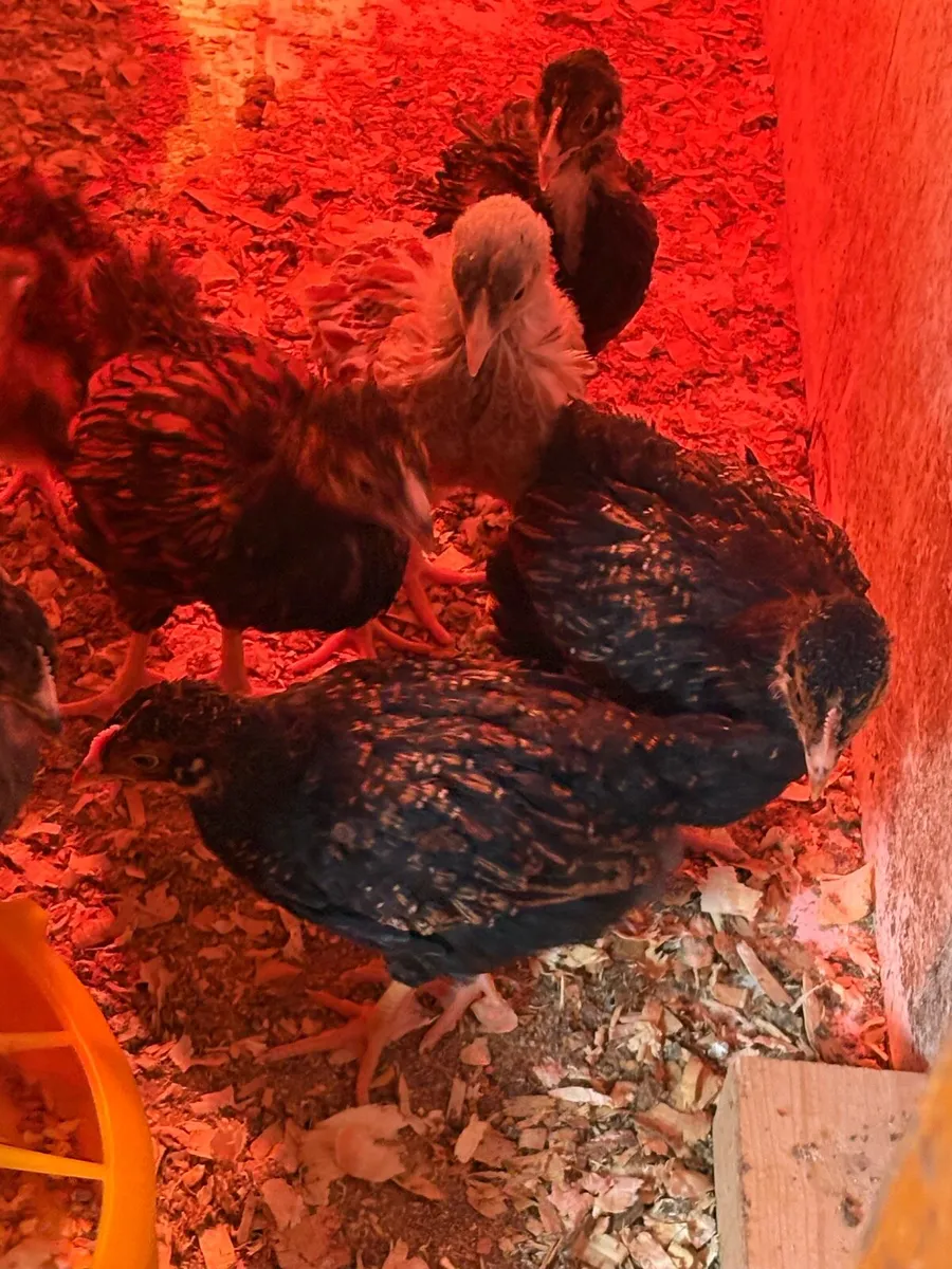 Copper Maran/Orpington’s/pekins - Image 4