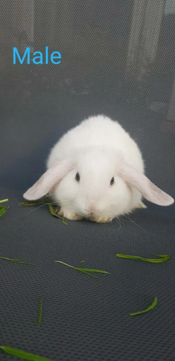 Purebred Minilop Bunnies/Rabbits!! - Image 3
