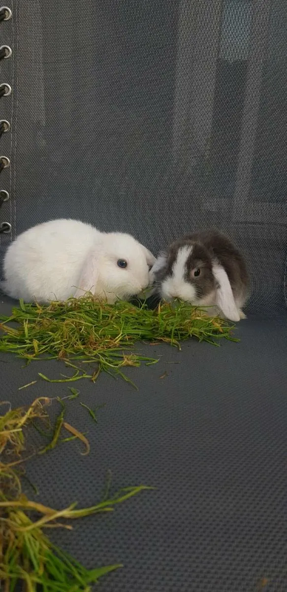 Purebred Minilop Bunnies/Rabbits!! - Image 1