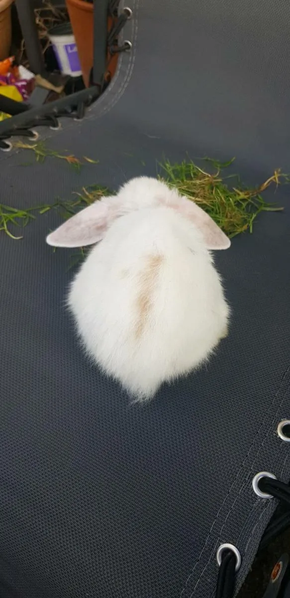 Purebred Minilop Bunnies/Rabbits!! - Image 2