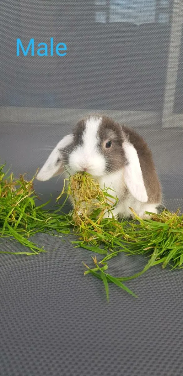 Purebred Minilop Bunnies/Rabbits!! - Image 4