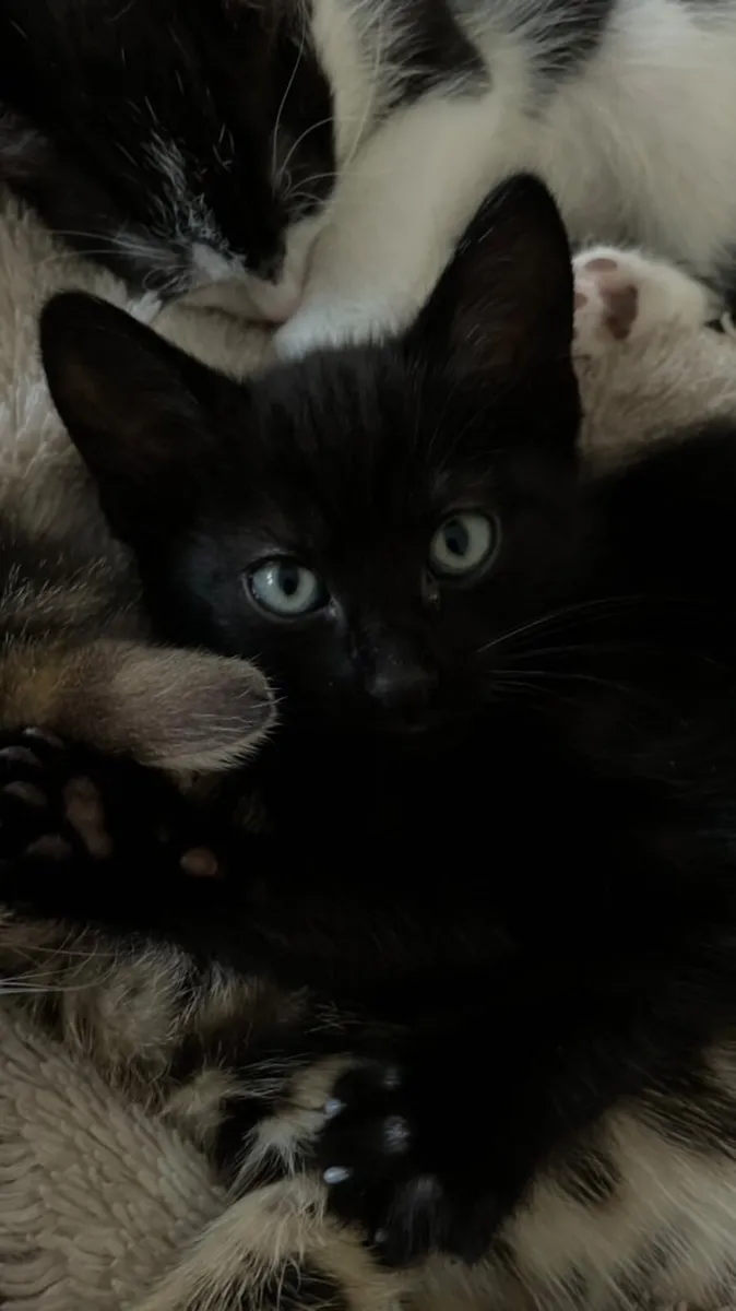 Cat - Image 2