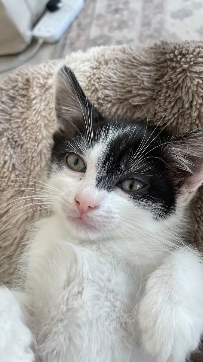 Cat - Image 1