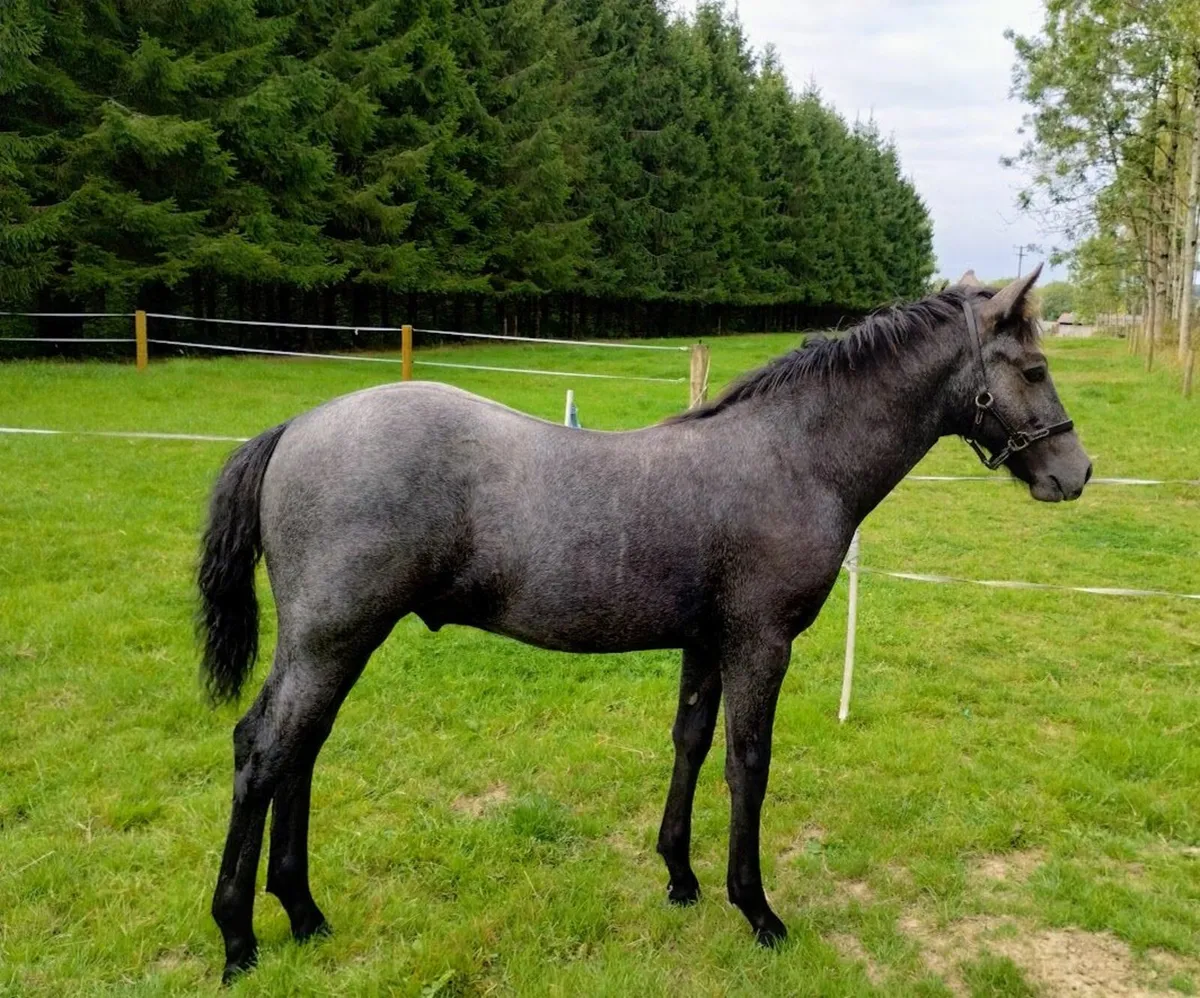 Super connemara colt foal by Callowfeenish Grey - Image 4