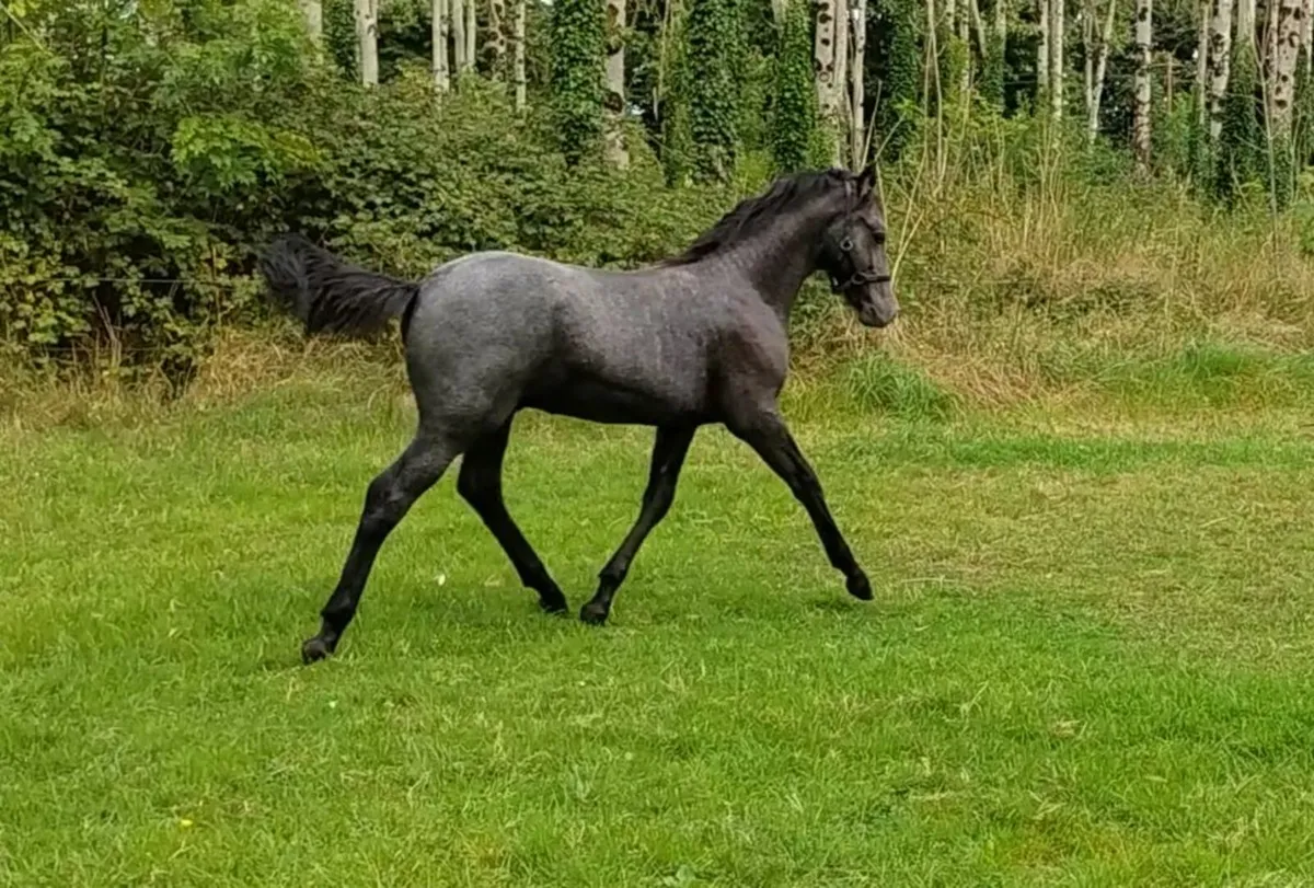 Super connemara colt foal by Callowfeenish Grey - Image 1