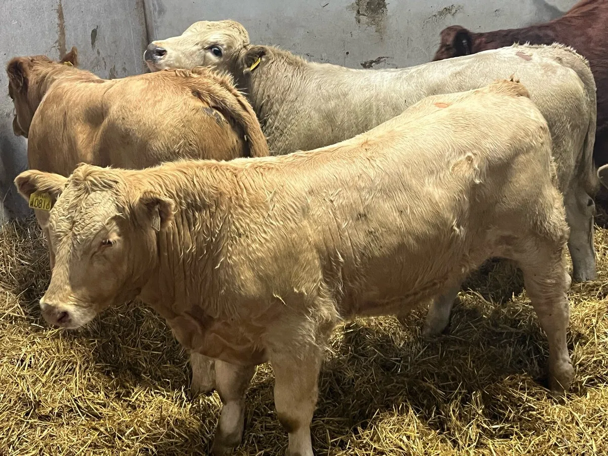 Super 400Kg Charolais Bullock Weanlings - Image 1