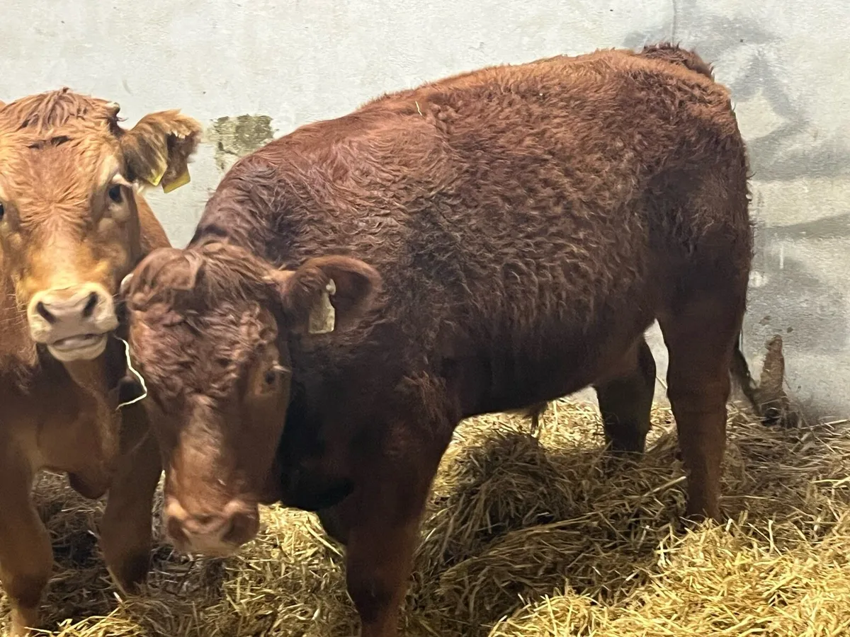 Super 400Kg Charolais Bullock Weanlings - Image 2