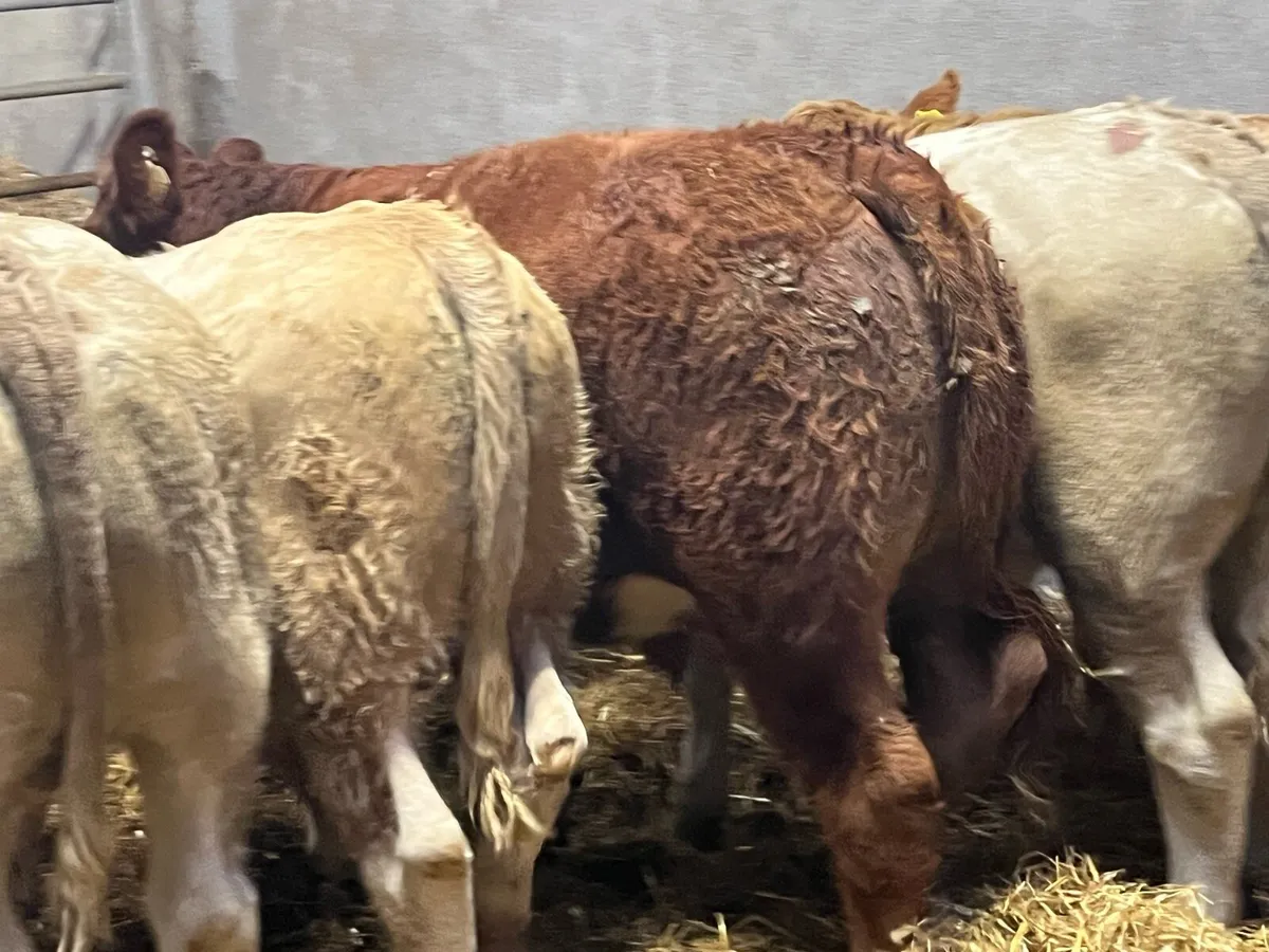 Super 400Kg Charolais Bullock Weanlings - Image 3