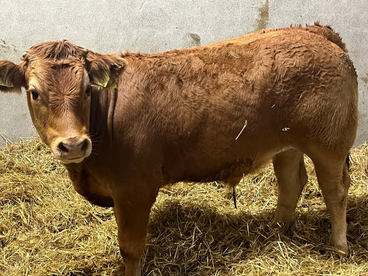 Super 400Kg Charolais Bullock Weanlings - Image 4