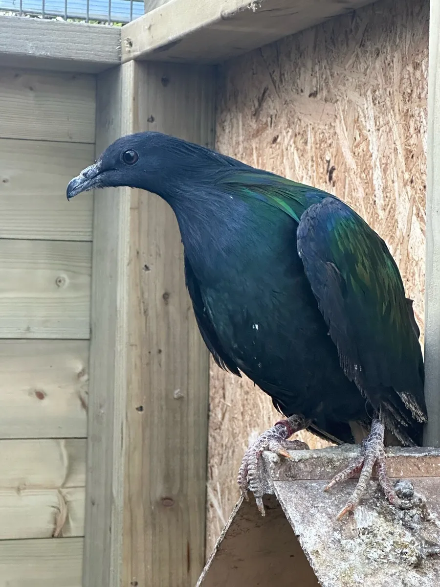 Nicobar Pigeon - Image 1
