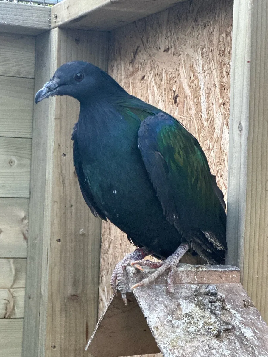 Nicobar Pigeon - Image 3