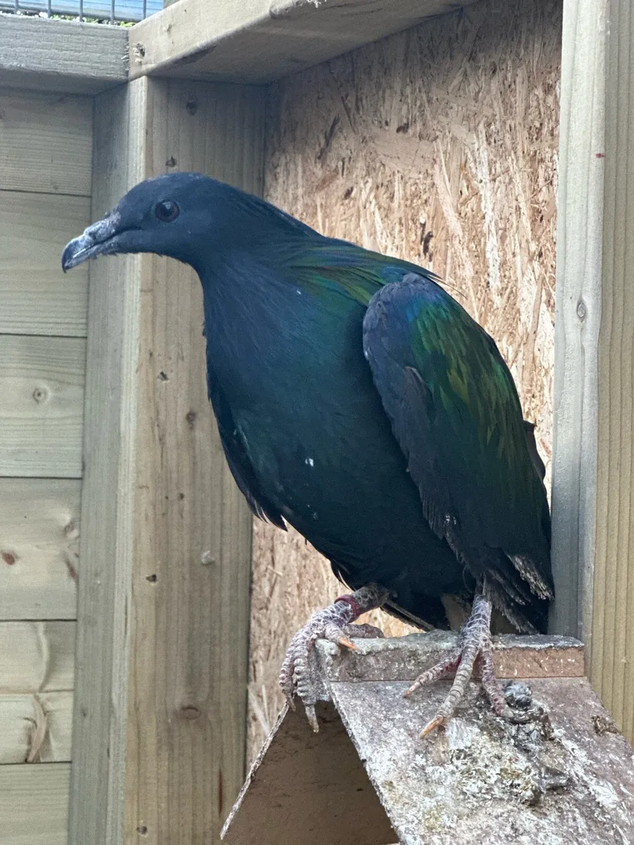 Nicobar Pigeon - Image 4