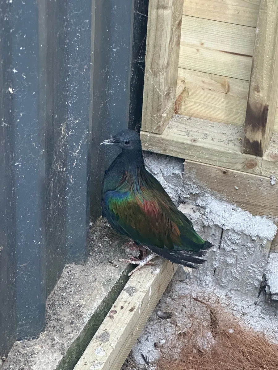 Nicobar Pigeon - Image 2