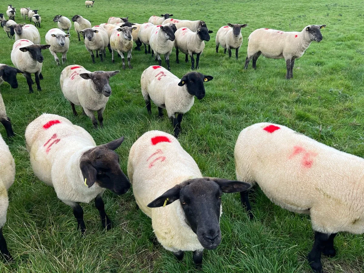 Ewe Hoggets - Image 1