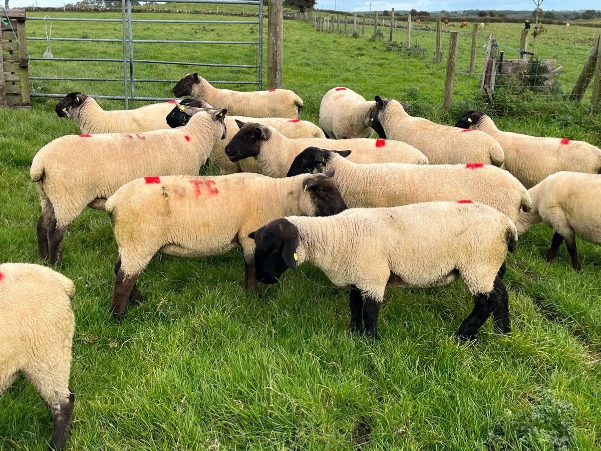 Ewe Hoggets - Image 2