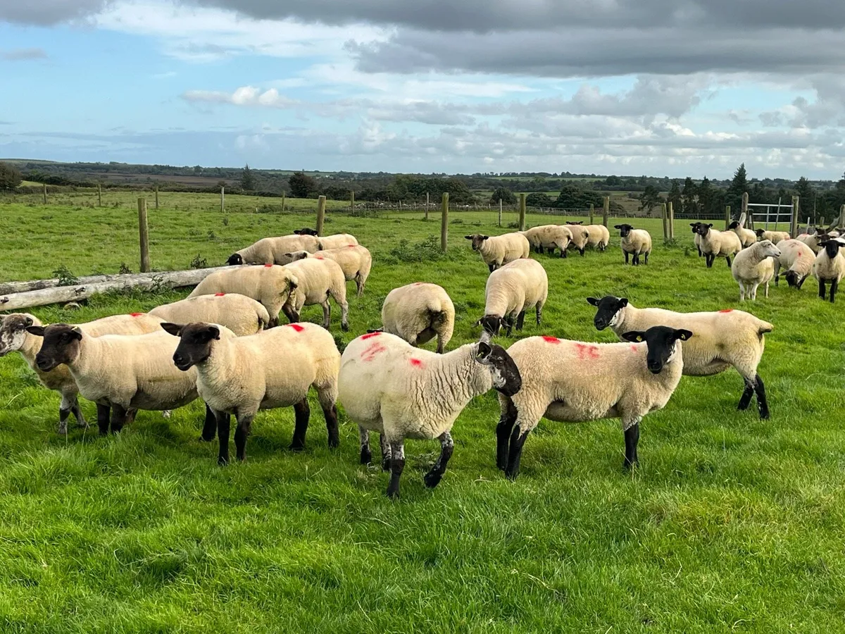 Ewe Hoggets - Image 4