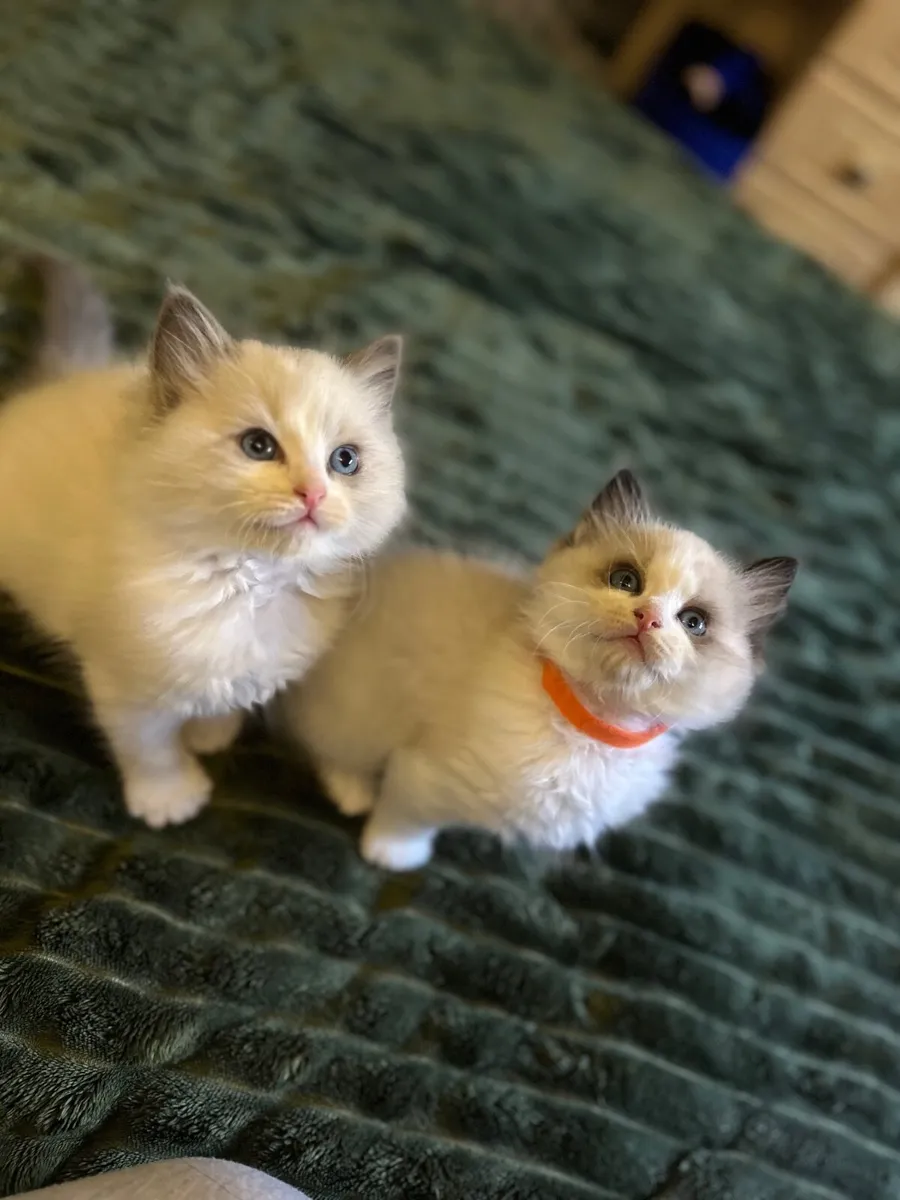 Exclusive Ragdoll Kittens | TICA Registered - Image 4