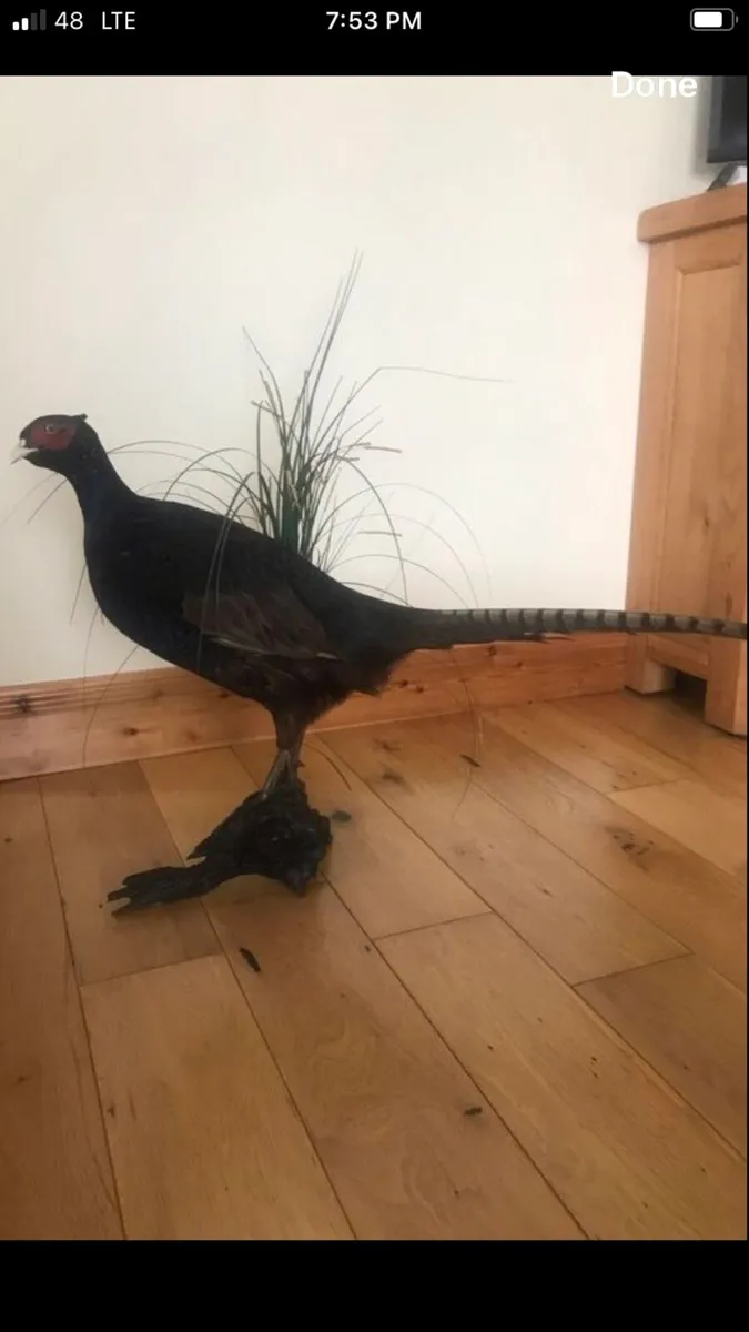 Bird - Image 1