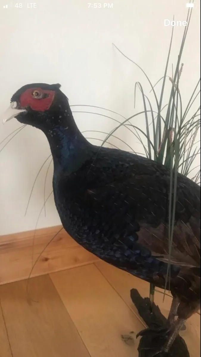Bird - Image 2
