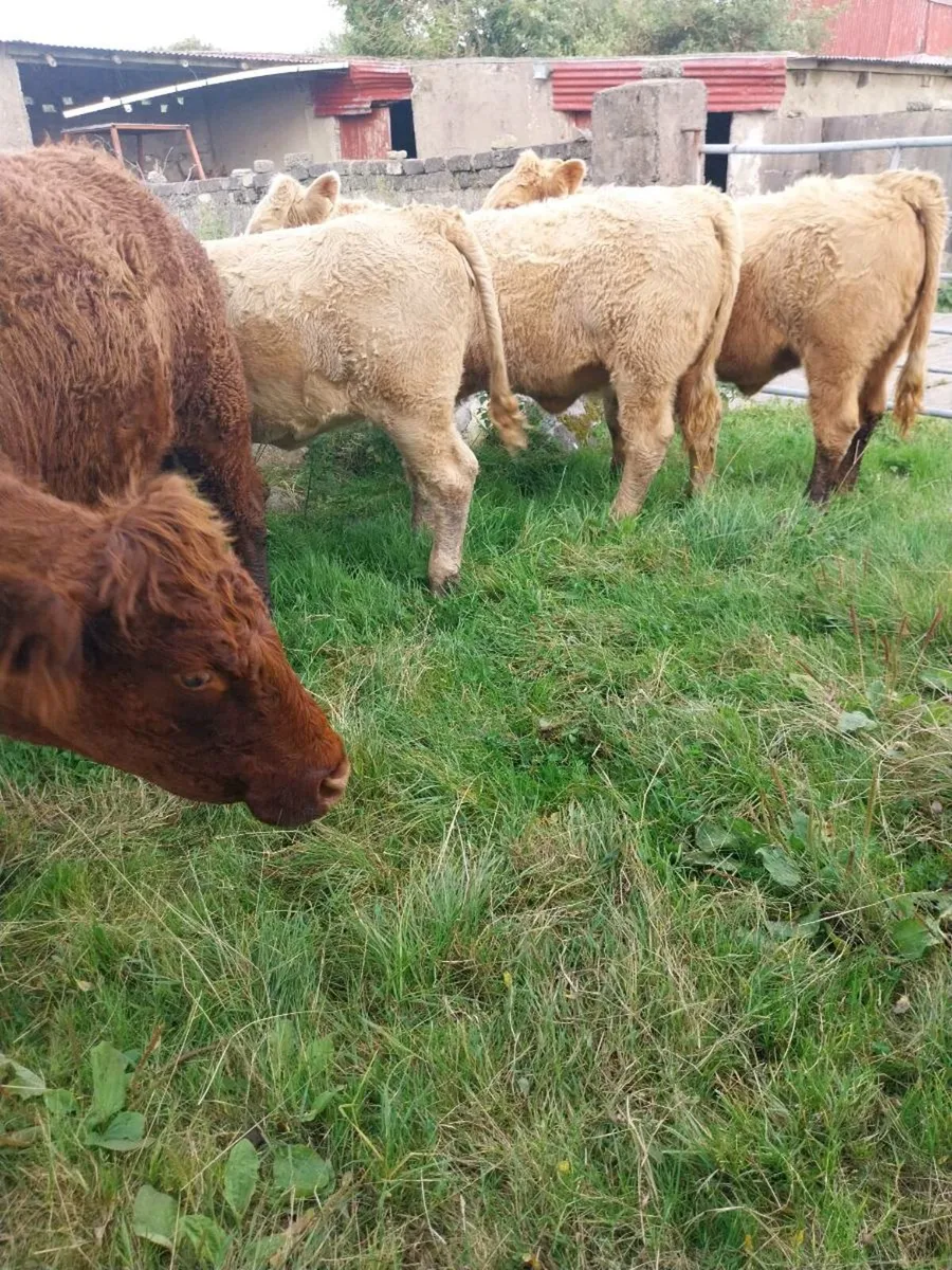 5 star weanling heifers - Image 1