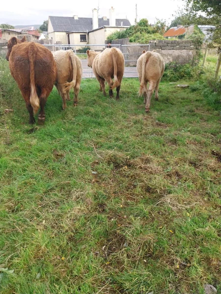 5 star weanling heifers - Image 2