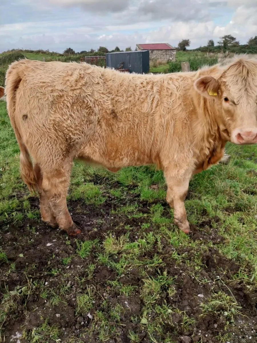 5 star weanling heifers - Image 3