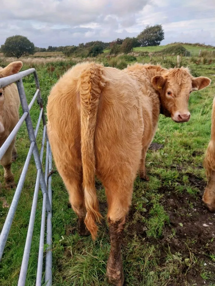 5 star weanling heifers - Image 4