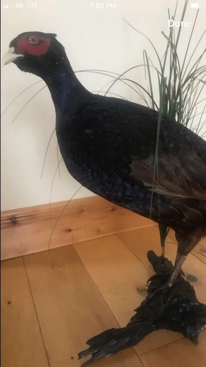 Bird - Image 3
