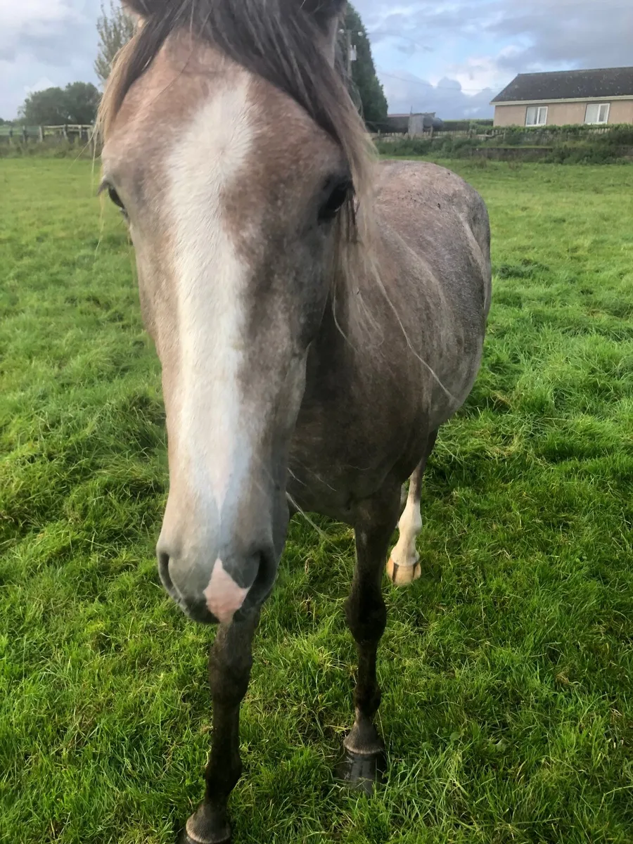 Horse - Image 1