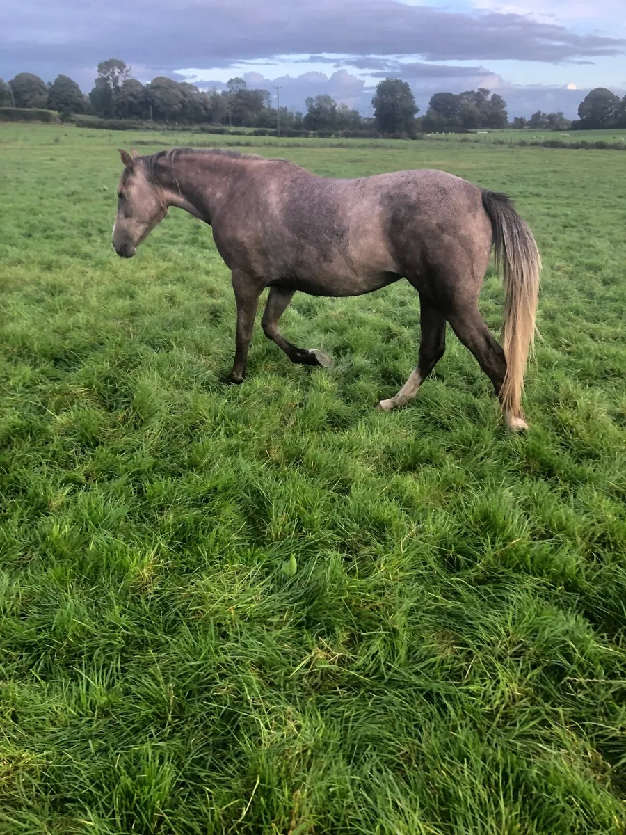 Horse - Image 2